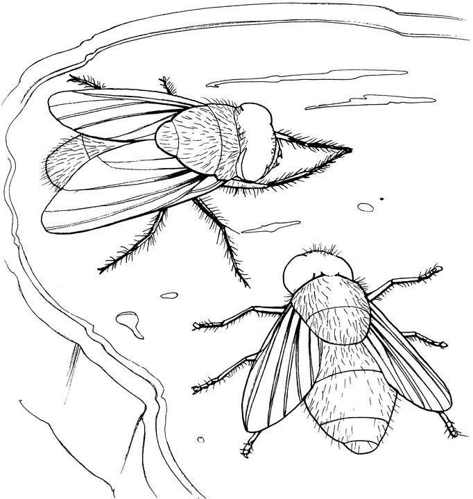 index of coloring pages newinsect